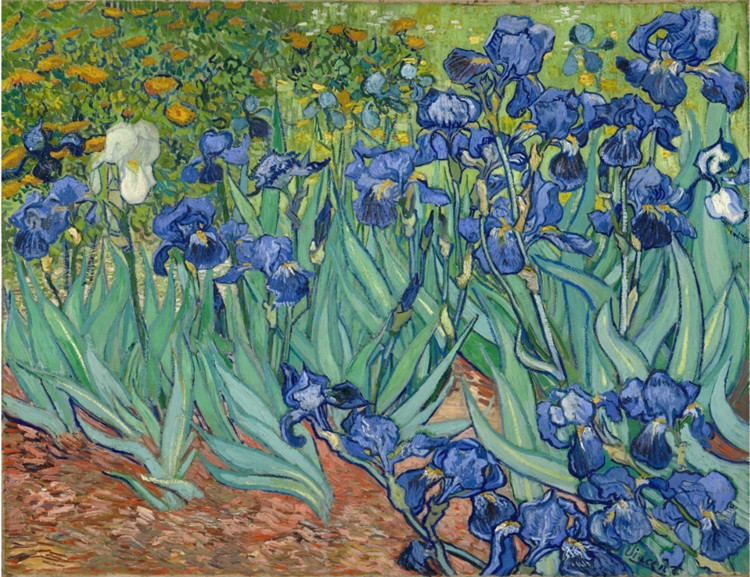 Irises Vincent Willem Van Gogh Oil Painting